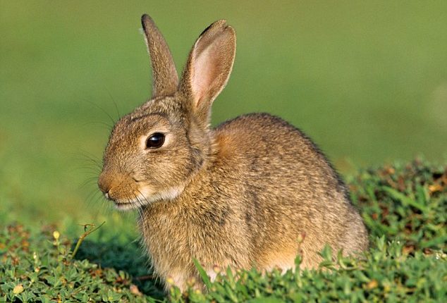 مواصفات الارانب المثاليه