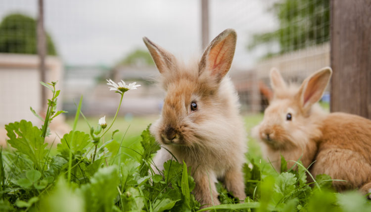 Baby rabbits at Burford rehoming centre.