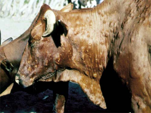 أخطر أمراض الأبقار