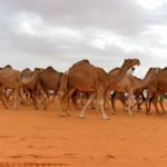 ا.د. مصطفى فايز استاذ الطب البيطرى – جامعة قناة السويس
