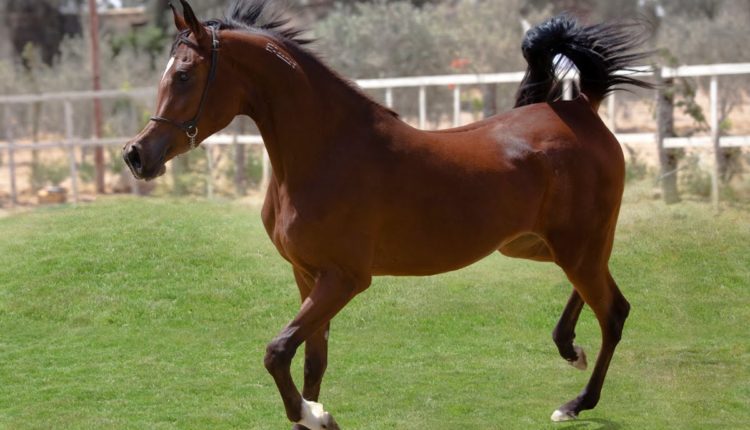 كيف تفحص الحصان وتختبر سلامته وصحته؟