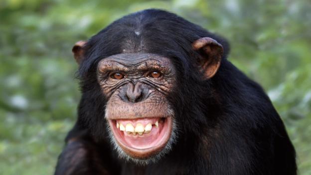 الشمبانزى الذى ضحك