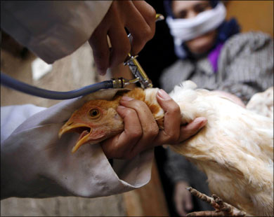 نحو تحقيق نظام المناطق  المعزولة او المنشات الخالية  من فيروس انفلونزا الطيور