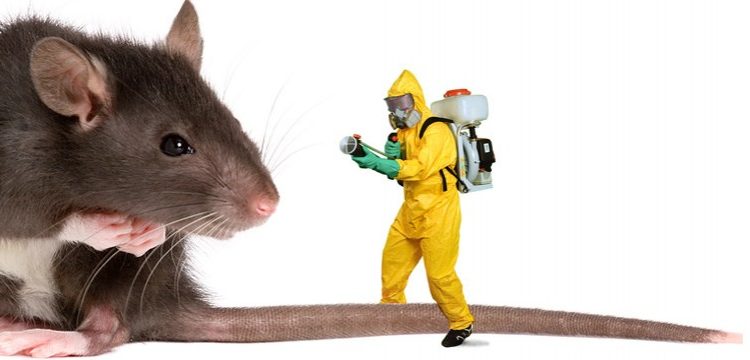 اهم المبيدات الكميائية للفئران
