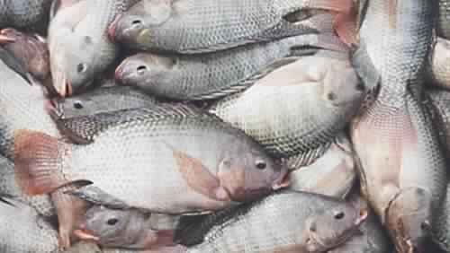 أساليب وطرق التغذية الصناعية للأسماك