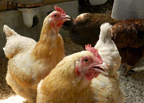 النقرس الكلوى فى الدجاج اسبابة وطرق علاجة والوقاية منة