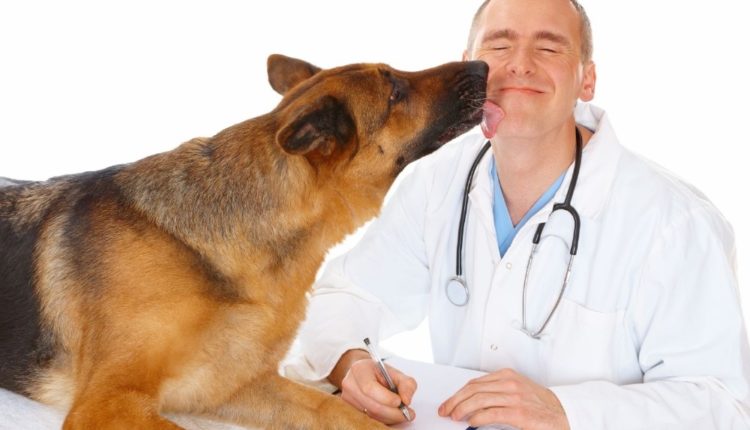 الأمراض فى الكلاب.. وطرق الوقاية والعلاج