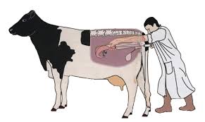 علامات الحمل فى الأبقار والنعاج