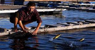 أسباب وحلول زيادة نسبة الامونيا فى مياة المزارع السمكية