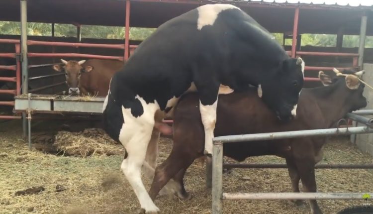 تساؤلات وإجابات حول التناسل فى الأبقار والجاموس