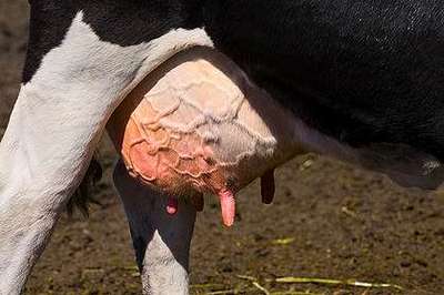 كيف تسيطر على مرض التهاب الضرع بقطعان أبقار اللبن ؟
