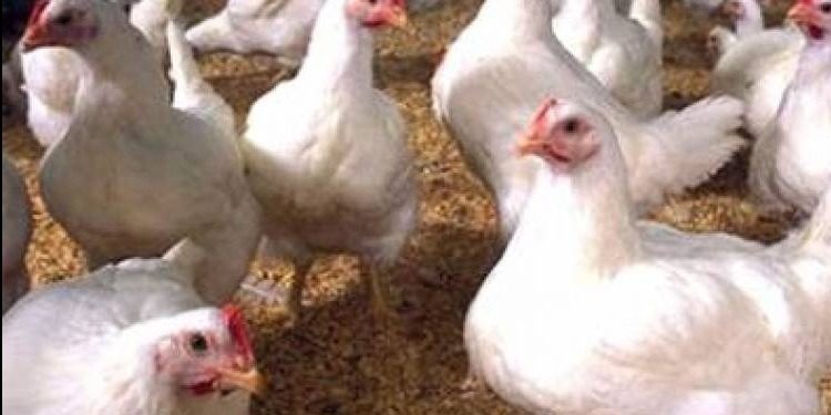 أهمية برامج التحصين لامهات دجاج اللحم