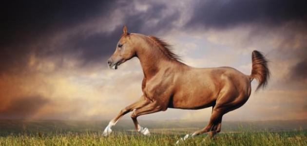 الخيل زينة ما اوجه الجمال فى جسم الحصان ؟؟