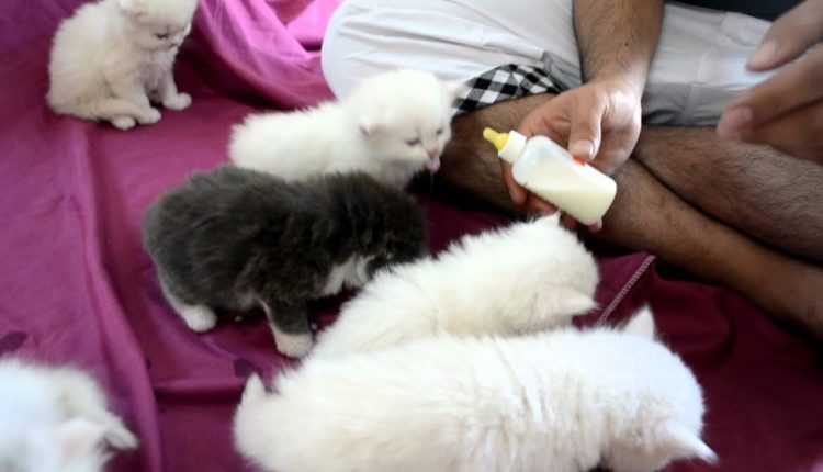 مراحل الرضاعه والتغذيه في القطط