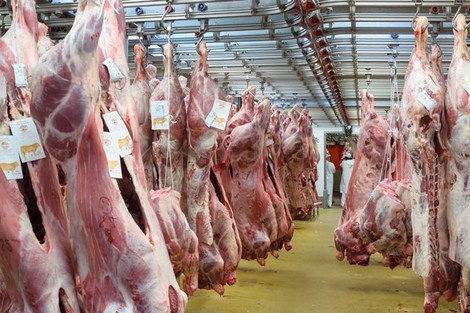 مراحل ذبح وتجهيز اللحم حتي الوصول الي المستهلك