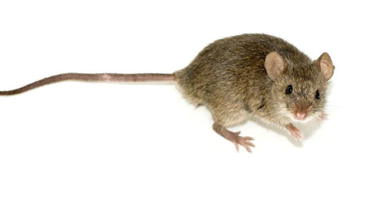 الطرق الوقائيه والعلاجيه لمكافحه الفئران