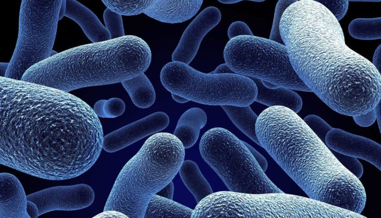 البكتيريا المقاومه للمضادات الحيويه تدمير الثروه الحيوانيه