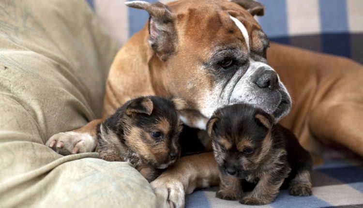التناسل في الكلاب وكيف نرعي الام وصغارها بعد الولاده