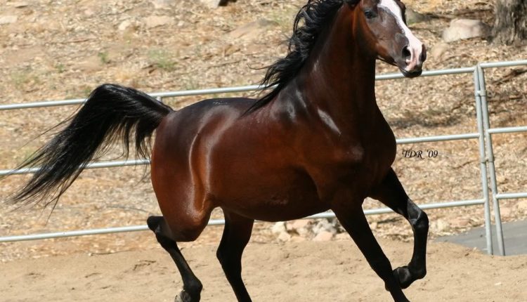 الحصان العربي